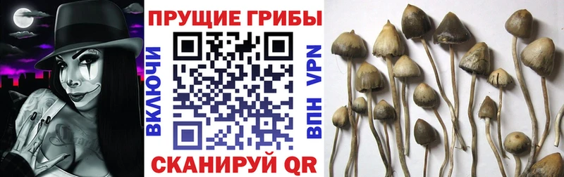 Псилоцибиновые грибы Magic Shrooms  Минусинск 